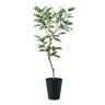 観葉植物 人工樹木 フェイクグリーン 造花 デコラトリカラー FST 高さ1500mm 鉢:SA-10(BK)-19