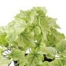 観葉植物 人工樹木 フェイクグリーン 造花 ライムアイビー 高さ350mm 鉢:SA-4(BK) 卓上-1