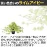 観葉植物 人工樹木 フェイクグリーン 造花 ライムアイビー 高さ350mm 鉢:SA-4(BK) 卓上-2