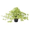 観葉植物 人工樹木 フェイクグリーン 造花 ライムアイビー 高さ350mm 鉢:SA-4(BK) 卓上-19