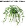 観葉植物 人工樹木 フェイクグリーン 造花 リプサリス 高さ250mm 鉢:SA-4(WH) 卓上