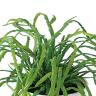 観葉植物 人工樹木 フェイクグリーン 造花 リプサリス 高さ250mm 鉢:SA-4(WH) 卓上-1