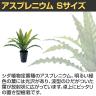 観葉植物 人工樹木 フェイクグリーン 造花 アスプレニウム Sサイズ 高さ450mm 鉢:SA-4(BK) 卓上-2