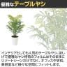 観葉植物 人工樹木 フェイクグリーン 造花 テーブルヤシ PE 高さ550mm 鉢:SA-5(WH) 卓上-2