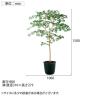 観葉植物 人工樹木 フェイクグリーン 造花 ヤマモミジ GREEN FST 高さ1500mm 鉢:ツリー7(BK)-1