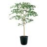 観葉植物 人工樹木 フェイクグリーン 造花 ヤマモミジ GREEN FST 高さ1500mm 鉢:ツリー7(BK)-19