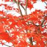 観葉植物 人工樹木 フェイクグリーン 造花 ヤマモミジ RED FST 高さ1500mm 鉢:ツリー7(BK)-1