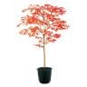 観葉植物 人工樹木 フェイクグリーン 造花 ヤマモミジ RED FST 高さ1500mm 鉢:ツリー7(BK)-19