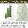 観葉植物 人工樹木 フェイクグリーン 造花 MIXヘゴ マーブル/ライム 高さ1800mm 鉢:SA-10(WH)-3