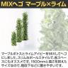 観葉植物 人工樹木 フェイクグリーン 造花 MIXヘゴ マーブル/ライム 高さ1500mm 鉢:SA-10(WH)-3