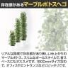 観葉植物 人工樹木 フェイクグリーン 造花 マーブルポトスヘゴ 高さ1800mm 鉢:SA-10(WH)-3