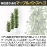 観葉植物 人工樹木 フェイクグリーン 造花 マーブルポトスヘゴ 高さ1500mm 鉢:SA-10(WH)-3