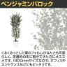 観葉植物 人工樹木 フェイクグリーン 造花 ベンジャミンバロック FST 高さ1800mm 鉢:SA-10(WH)-2