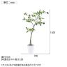 観葉植物 人工樹木 フェイクグリーン 造花 ガジュマル FST 高さ1200mm 鉢:SA-7(WH)-6