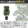 観葉植物 人工樹木 フェイクグリーン 造花 グリーンカポック ブラックポット付き 高さ1000mm-2