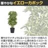 観葉植物 人工樹木 フェイクグリーン 造花 イエローカポック ブラックポット付き 高さ1000mm-2