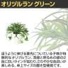 観葉植物 人工樹木 フェイクグリーン 造花 オリヅルラン G 高さ300mm 鉢:SA-4(WH) 卓上-2