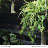 観葉植物 人工樹木 フェイクグリーン 造花 オリヅルラン G/Y 高さ300mm 鉢:SA-4(WH) 卓上-1