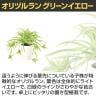 観葉植物 人工樹木 フェイクグリーン 造花 オリヅルラン G/Y 高さ300mm 鉢:SA-4(WH) 卓上-3