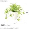 観葉植物 人工樹木 フェイクグリーン 造花 オリヅルラン G/Y 高さ300mm 鉢:SA-4(WH) 卓上-6