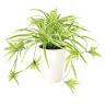 観葉植物 人工樹木 フェイクグリーン 造花 オリヅルラン G/Y 高さ300mm 鉢:SA-4(WH) 卓上-19