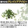 観葉植物 人工樹木 フェイクグリーン 造花 グレイシアアイビー 高さ350mm 鉢:Pスクエア(BK) 卓上-2