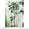 観葉植物 人工樹木 フェイクグリーン 造花 インドボダイジュ FST 高さ1800mm 鉢:SA-10(WH)-1