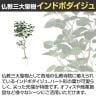 観葉植物 人工樹木 フェイクグリーン 造花 インドボダイジュ FST 高さ1800mm 鉢:SA-10(WH)-3