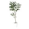 観葉植物 人工樹木 フェイクグリーン 造花 インドボダイジュ FST 高さ1800mm 鉢:SA-10(WH)-19