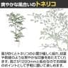 観葉植物 人工樹木 フェイクグリーン 造花 トネリコ FST 高さ1200mm 鉢:SA-7(WH)-3