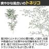 観葉植物 人工樹木 フェイクグリーン 造花 トネリコ FST 高さ1800mm 鉢:SA-10(WH)-3