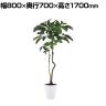 観葉植物 人工樹木 フェイクグリーン 造花 ブラッサイア 高さ1700mm 鉢:SA-10(WH)