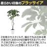 観葉植物 人工樹木 フェイクグリーン 造花 ブラッサイア 高さ1700mm 鉢:SA-10(WH)-2