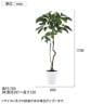 観葉植物 人工樹木 フェイクグリーン 造花 ブラッサイア 高さ1700mm 鉢:SA-10(WH)-5
