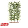 【次回入荷未定】観葉植物 人工 樹木 ベンジャミナスプラッシュパーテーション 高さ2000mm Lサイズ 鉢:ガーデンペット