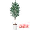 観葉植物 人工 樹木 ライプオリーブデュアル 高さ1500mm Mサイズ 鉢:RP-265