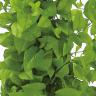 観葉植物 人工樹木 フェイクグリーン 造花 ライムポトスヘゴ 高さ1800mm 鉢:SA-10(WH)-2