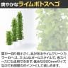 観葉植物 人工樹木 フェイクグリーン 造花 ライムポトスヘゴ 高さ900mm 鉢:SA-7(WH)-3
