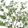観葉植物 人工樹木 フェイクグリーン 造花 ドウダンツツジ FST 高さ1600mm 鉢:SA-8(WH)-1