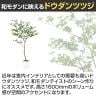 観葉植物 人工樹木 フェイクグリーン 造花 ドウダンツツジ FST 高さ1600mm 鉢:SA-8(WH)-2