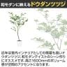観葉植物 人工樹木 フェイクグリーン 造花 ドウダンツツジ FST 高さ1300mm 鉢:SA-7(WH)-2