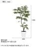 観葉植物 人工樹木 フェイクグリーン 造花 エバーフレッシュ FST 高さ1200mm 鉢:SA-7(WH)-5