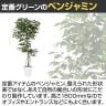 観葉植物 人工樹木 フェイクグリーン 造花 ベンジャミン FST 高さ1800mm 鉢:SA-10(WH)-3
