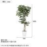 観葉植物 人工樹木 フェイクグリーン 造花 ベンジャミン FST 高さ1800mm 鉢:SA-10(WH)-6