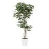 観葉植物 人工樹木 フェイクグリーン 造花 ベンジャミン FST 高さ1800mm 鉢:SA-10(WH)-19