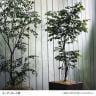 観葉植物 人工樹木 フェイクグリーン 造花 ベンジャミン FST 高さ1200mm 鉢:SA-7(WH)-1