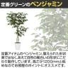 観葉植物 人工樹木 フェイクグリーン 造花 ベンジャミン FST 高さ1200mm 鉢:SA-7(WH)-3