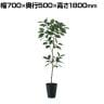 観葉植物 人工樹木 フェイクグリーン 造花 デコラゴム FST 高さ1800mm 鉢:SA-10(BK)