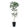 観葉植物 人工樹木 フェイクグリーン 造花 デコラゴム FST 高さ1800mm 鉢:SA-10(BK)-19