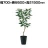 観葉植物 人工樹木 フェイクグリーン 造花 デコラゴム FST 高さ1500mm 鉢:SA-10(BK)
